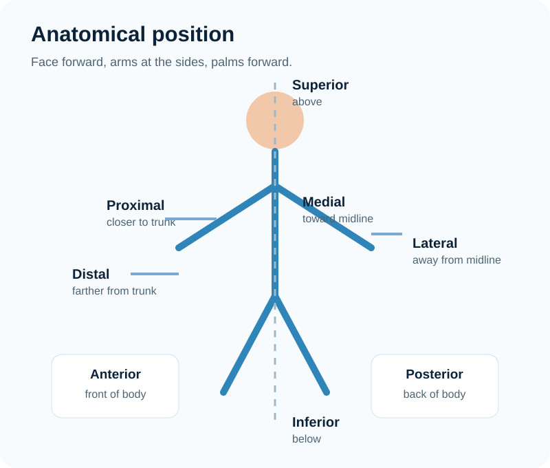 Anatomical position and directional terminology diagram
